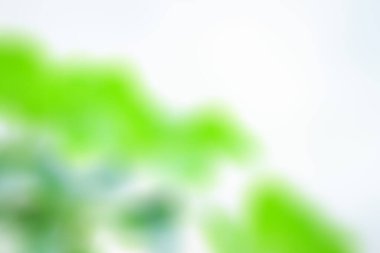 Green background. Blurred soft green background. Blurred floral abstract. Defocused image