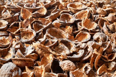 Walnut shell background Empty nut shell. Nuts texture. Selective soft focus
