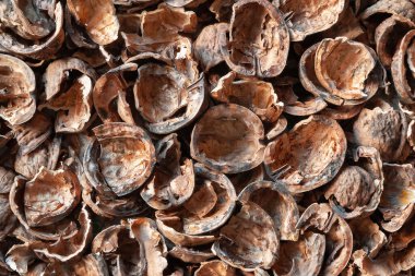 Nut shell background. Empty walnut shell. Texture of nuts. Selective soft focus