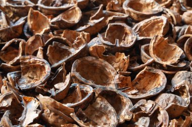 Nut shell. Empty walnut shell background. Nuts texture. Selective soft focus