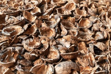 Nut shell. Empty walnut shell. Texture of nuts background. Selective soft focus