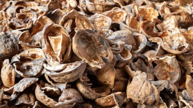Nut shell. Empty walnut shell background. Texture of nuts close-up. Selective soft focus