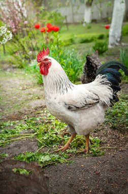 Beyaz horoz. Horoz çiçeklerin arasında özgürce otluyor. Çiftlik tavukları