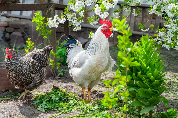 stock image White rooster. Rooster and chickens graze among the flowers in the garden. Farm poultry