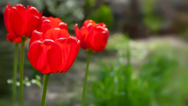 Red tulips. Group of red tulips close up. Garden plants. Selective soft focus