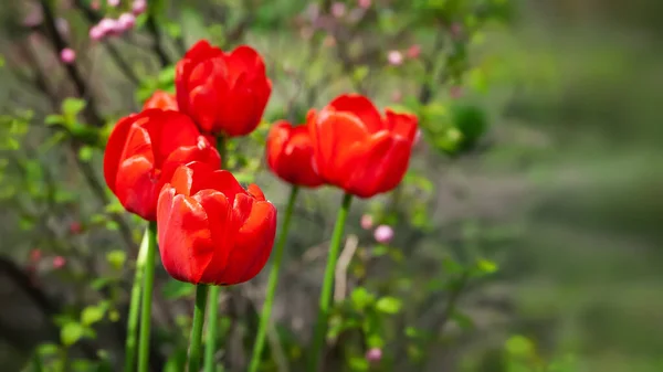 Red tulips. Group of red tulips. Garden plants. Selective soft focus