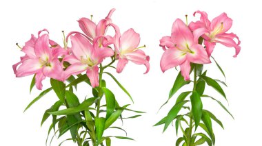 İki pembe zambak. Zambak çiçekleri. Beyaz arka planda izole çiçekler. Tasarım için harika şablon