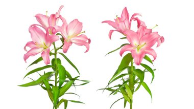 Lily çiçekleri. Pembe zambaklar. Beyaz arka planda izole edilmiş iki çiçek. Tasarım için harika şablon