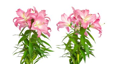 Lily çiçekleri. İki pembe zambak. Beyaz üzerine izole edilmiş güzel çiçekler. Tasarım için harika şablon
