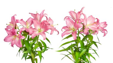 İki pembe zambak. Zambak çiçekleri. Beyaz üzerine izole edilmiş güzel çiçekler. Tasarım için harika şablon