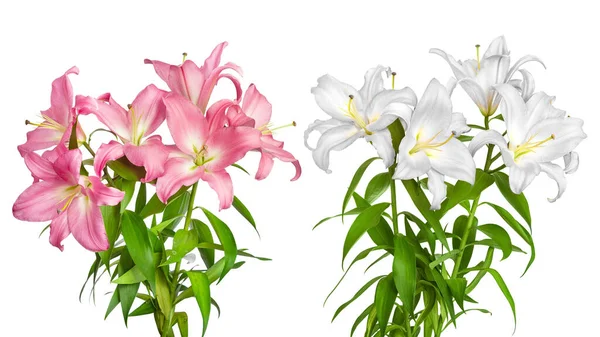 Pink and white lilies. Lilies flowers. Closeup of pink and white flowers isolated on a white. Great template for design