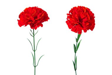 Kırmızı karanfil. Plastik yapay çiçekler. Beyaz arkaplanda izole edilmiş iki kırmızı karanfil çiçeği