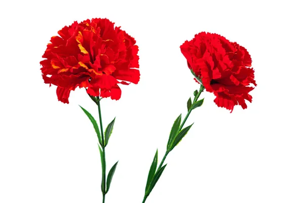 stock image Red carnation. Plastic artificial red flowers. Two carnation flower isolated on white background