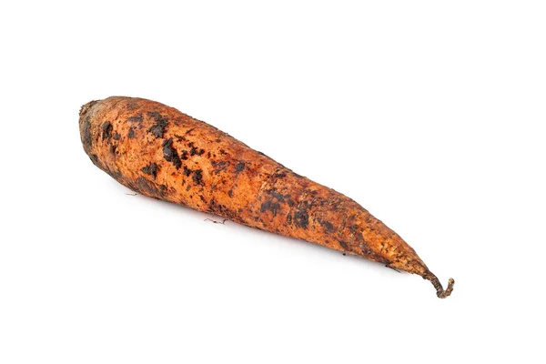 Zanahorias Recién Cavadas Zanahoria Sucia Con Tierra Aislada Sobre Fondo — Foto de Stock