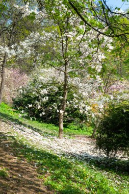 Magnolia çiçek açar. Botanik bahçesindeki manolya ağacı. Parçalanmış beyaz manolya. Doğal arkaplan
