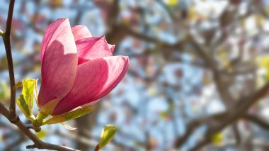 Magnolia çiçek açar. Dalların üzerinde pembe manolya var. Botanik bahçesindeki manolya ağaçları. Seçici odaklanma. Doğal soyut arkaplan