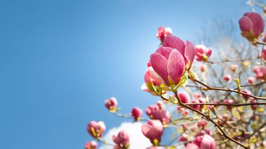 Magnolia çiçek açıyor. Gökyüzüne yakın dallarda pembe manolya çiçekleri. Botanik bahçesindeki manolya ağaçları. Seçici odaklanma. Doğal soyut arkaplan