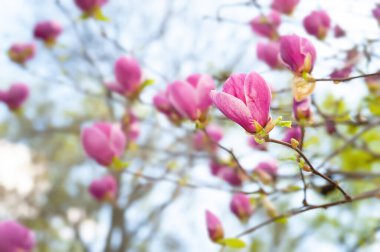 Magnolia çiçek açıyor. Dalların üzerinde pembe manolya çiçekleri. Botanik bahçesindeki manolya ağaçları. Seçici odaklanma. Doğal soyut arkaplan