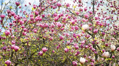 Magnolia çiçek açar. Botanik bahçesindeki manolya ağaçları. Dalların üzerinde pembe manolya. Seçici odaklanma. Doğal soyut arkaplan