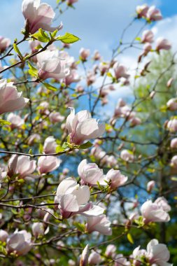 Magnolia çiçek açar. Mavi gökyüzüne karşı dallarda çiçek açan beyaz manolya çiçekleri. Bahar botanik bahçesinde manolya ağaçları. Seçici odaklanma. Doğal soyut arkaplan