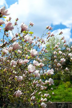Magnolia çiçek açıyor. Mavi gökyüzüne karşı dallarda çiçek açan beyaz manolya çiçekleri. Bahar botanik bahçesinde manolya ağaçları. Seçici odaklanma. Doğal soyut arkaplan