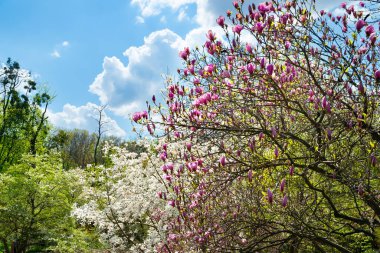 Magnolia çiçek açar. Dallarda çiçek açan manolya çiçekleri. Bahar botanik bahçesinde pembe manolya ağaçları. Seçici odaklanma. Doğal soyut arkaplan