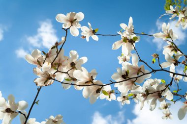 Magnolia çiçek açar. Gökyüzüne karşı dallarda açan beyaz manolya çiçekleri. Botanik bahçesindeki manolya ağaçları. Seçici odaklanma. Doğal soyut arkaplan