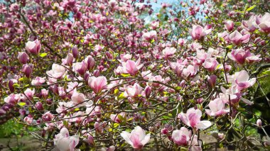 Magnolia çiçek açar. Dalların üzerinde çiçek açan pembe manolya çiçekleri. Bahar botanik bahçesinde manolya ağaçları. Güzel çiçekler. Seçici odaklanma. Doğal soyut arkaplan