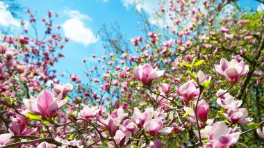 Magnolia çiçek açıyor. Dalların üzerinde çiçek açan pembe manolya çiçekleri. Bahar botanik bahçesinde manolya ağaçları. Güzel çiçekler. Seçici odaklanma. Doğal soyut arkaplan