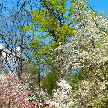 Magnolia çiçek açıyor. Dallarda beyaz ve pembe manolya. Botanik bahçesindeki manolya ağaçları. Seçici odaklanma. Doğal soyut arkaplan