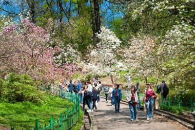 Magnolia çiçek açar. Bahar botanik bahçesinde manolyalar. İnsanlar doğaya hayran. Ukrayna. Kyiv. Nisan. 25.2023