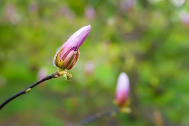 Magnolia çiçek açar. Çiçek açan pembe manolya çiçekleri dallara yakın çekim yapar. Botanik bahçesindeki manolya ağaçları. Seçici odaklanma. Doğal soyut arkaplan