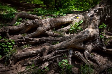 Ağaç kökü. Büyük florid ağaç kökü. Dev kökler arasındaki ışık demetlerinde bahar çiçekleri. Doğal arkaplan