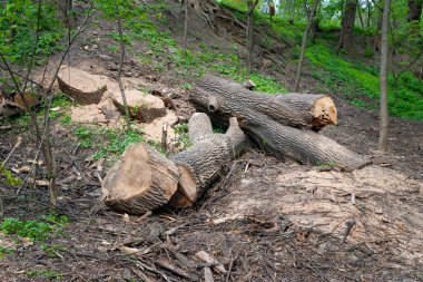 Testere ağacı. Devrilmiş ağaç kütükleri kesmiş. Orman ve parkların hijyenik temizliği. Doğayı koruma kavramı.