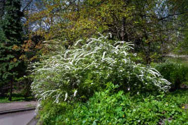 Çiçekli çalı. Botanik bahçesinin arka sokağında çiçek açan çalı. Beyaz çiçekler. Doğal arkaplan