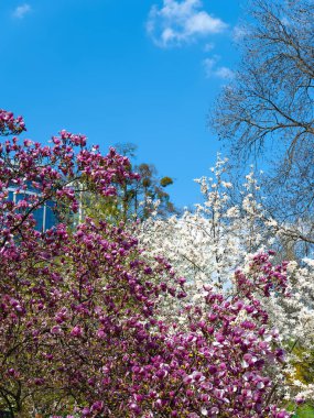 Magnolia çiçek açıyor. Mavi gökyüzüne karşı dallarda pembe manolya. Botanik bahçesindeki manolya ağaçları. Seçici odaklanma. Doğal soyut arkaplan
