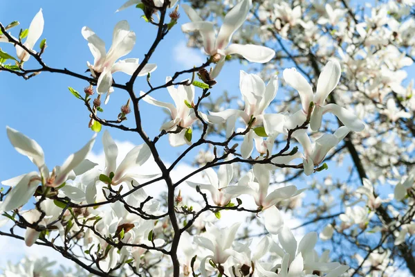 Magnolia bloom. Magnolia trees in the botanical garden. White magnolia on the branches against the sky. Selective focus. Natural abstract background