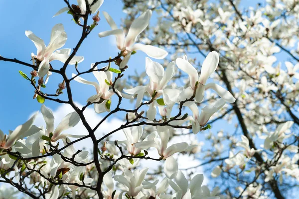 Magnolia flowering. Magnolia trees in the botanical garden. White magnolia on the branches against the sky. Selective focus. Natural abstract background