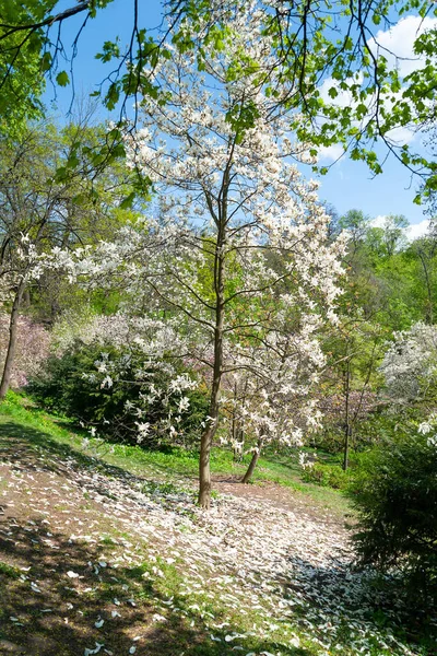 Magnolia bloom. Magnolia tree in the botanical garden. White magnolia among fallen petals. Natural background
