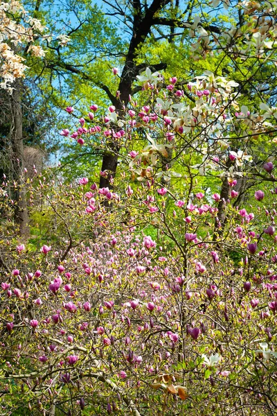 Floração Magnólia Magnólia Árvores Jardim Botânico Magnólia Rosa Branca Foco — Fotografia de Stock