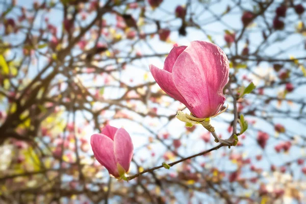 Magnolienblüte Rosafarbene Magnolien Zweigen Schließen Sich Magnolienbäume Botanischen Garten Selektiver — Stockfoto