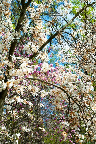 Magnolia Blommar Magnoliaträd Botaniska Trädgården Vit Och Rosa Magnolia Grenar — Stockfoto