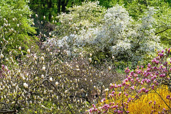 Magnolia Blommar Magnoliaträd Botaniska Trädgården Rosa Och Vit Magnolia Selektivt — Stockfoto
