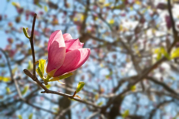 Magnolienblüte Rosafarbene Magnolienblüten Den Zweigen Aus Nächster Nähe Magnolienbäume Botanischen — Stockfoto