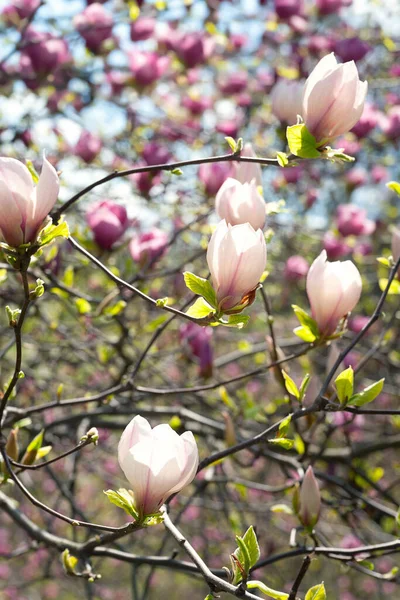 Magnolienblüte Blüten Aus Weißen Und Rosa Magnolien Den Zweigen Nahaufnahme — Stockfoto