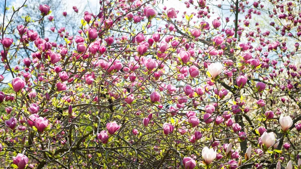 Magnolia bloom. Magnolia trees in the botanical garden. Pink magnolia on branches. Selective focus. Natural abstract background