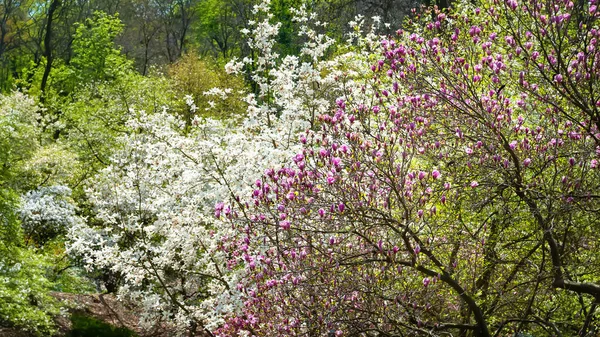 Magnolia Blommar Magnoliaträd Botaniska Trädgården Rosa Och Vit Magnolia Gren — Stockfoto