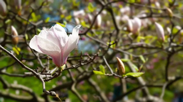 Magnolienblüte Blühende Magnolienblüten Den Zweigen Aus Nächster Nähe Magnolienbäume Botanischen — Stockfoto