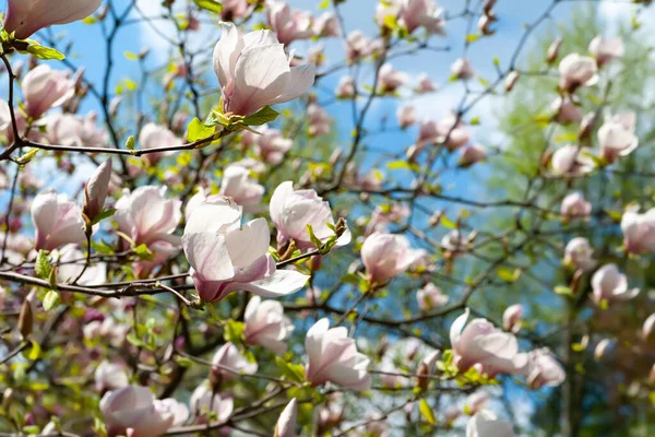Magnolia Bloom Blossoming Flowers White Magnolia Branches Blue Sky Magnolia — Stock Photo, Image