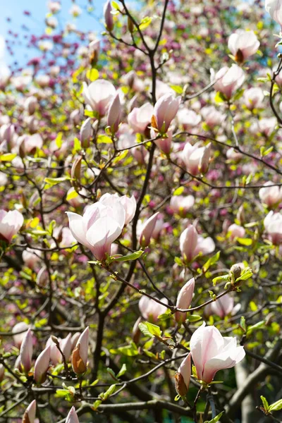 Magnolia Bloom Blossoming White Magnolia Flowers Branches Magnolia Trees Spring — Stock Photo, Image